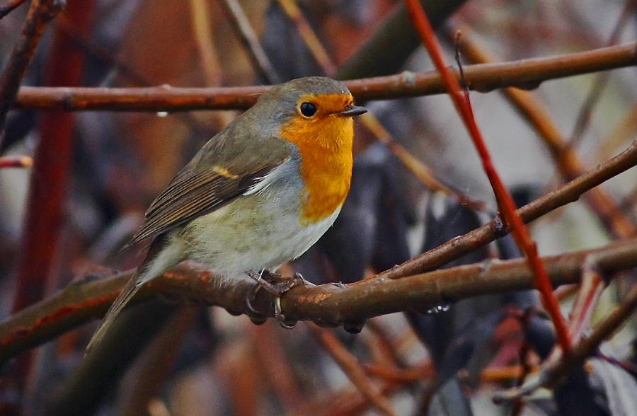 European Robin