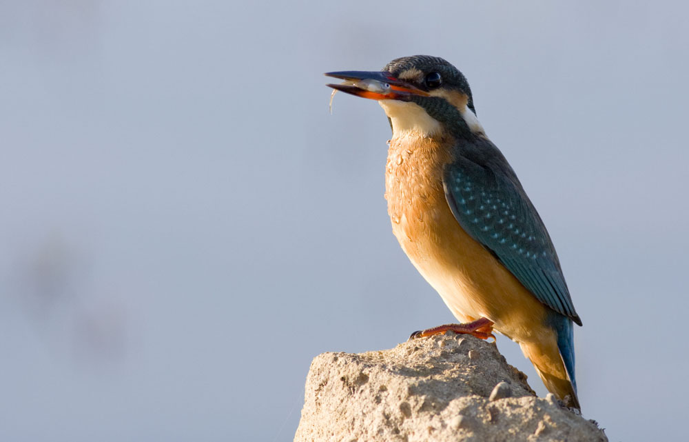 Common Kingfisher