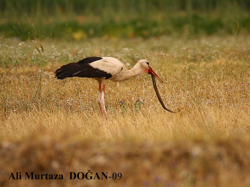 White Stork