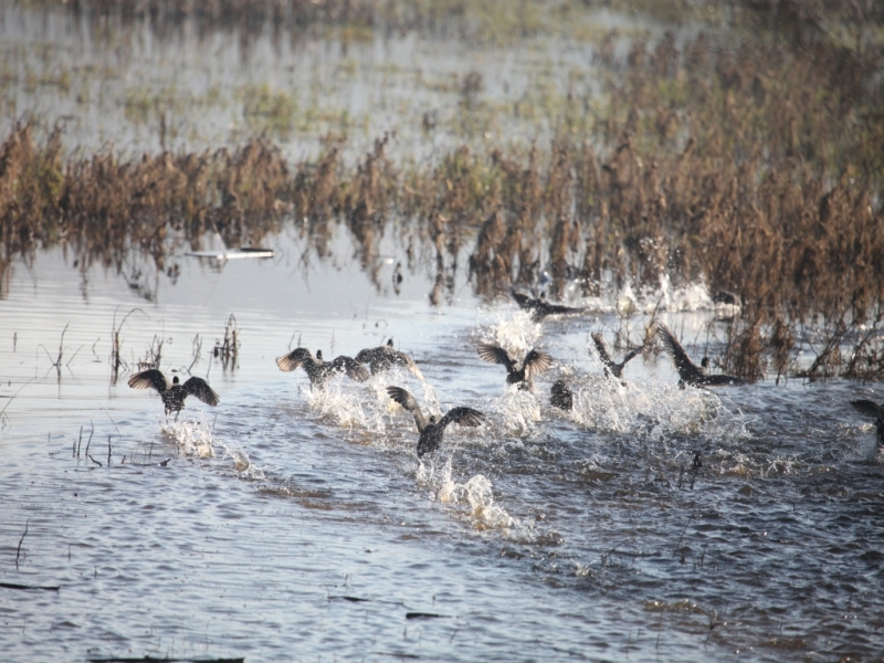 Eurasian Coot
