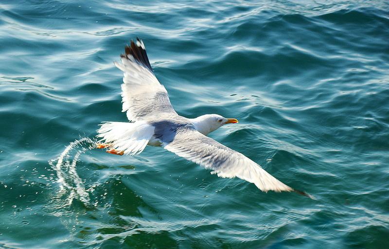 Yellow-legged Gull