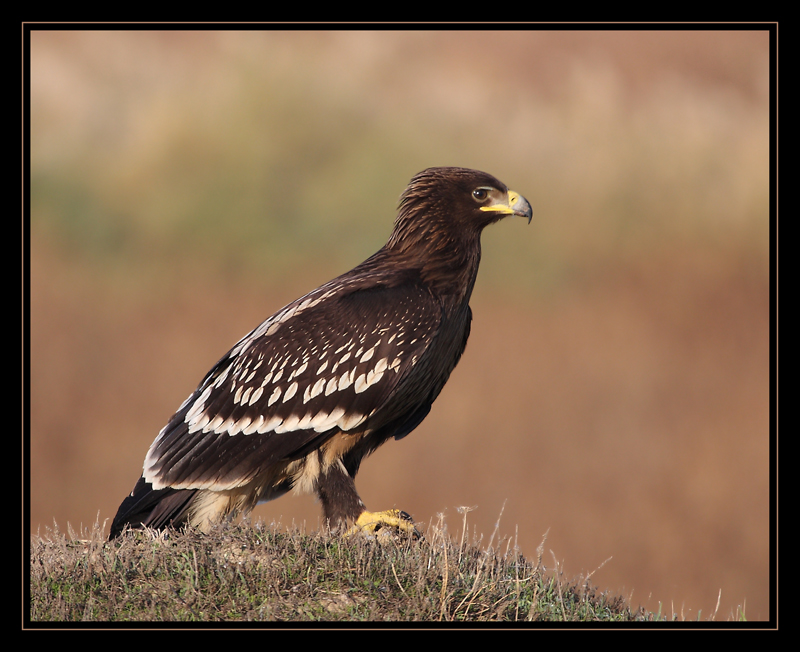 Greater Spotted Eagle