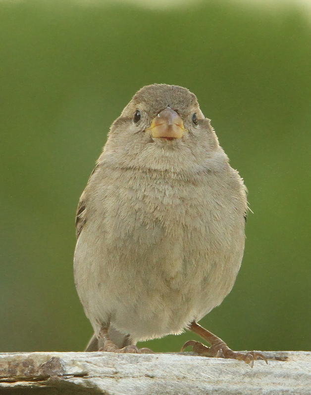 House Sparrow