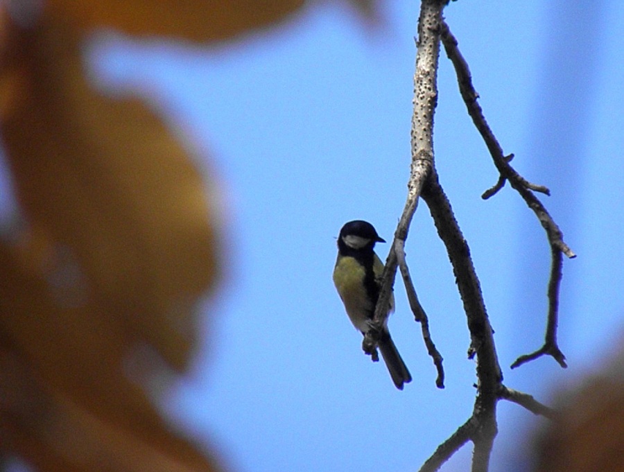 Great Tit