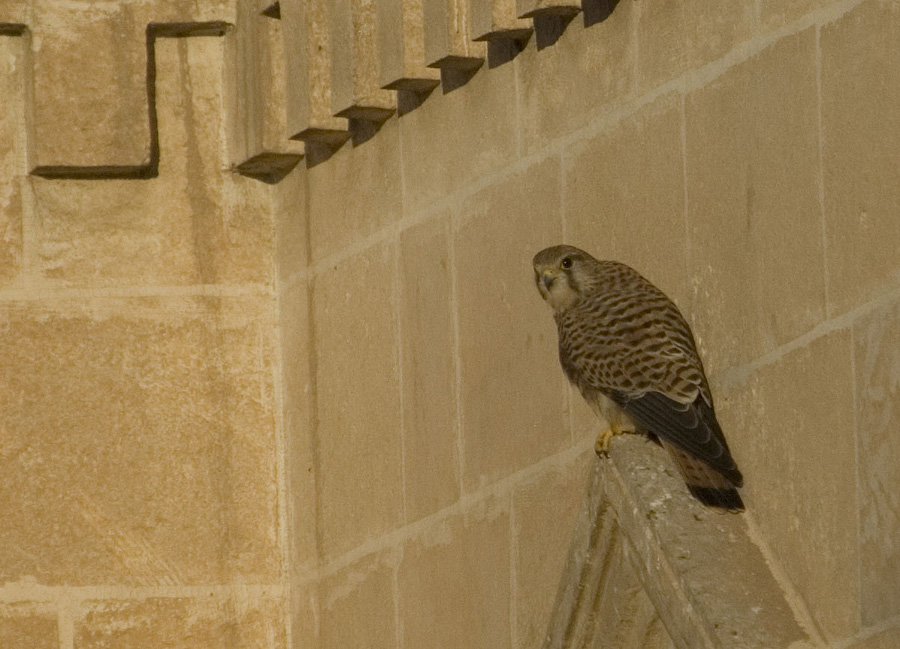 Common Kestrel