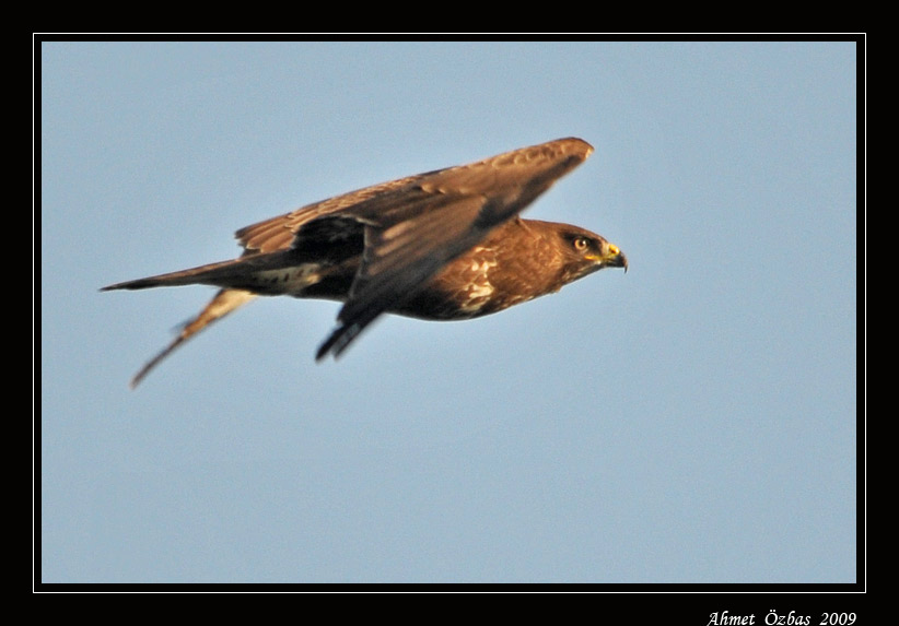 Common Buzzard