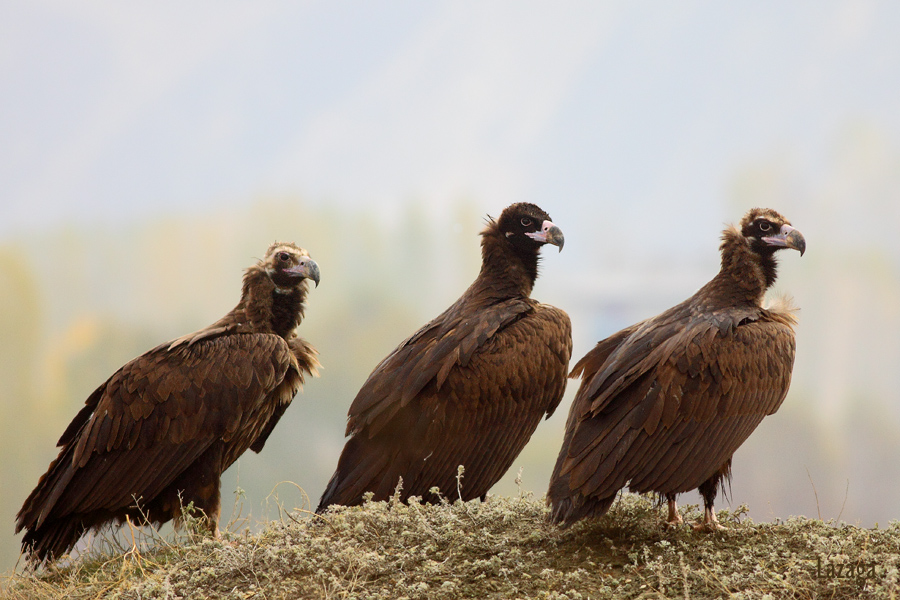 Cinereous Vulture