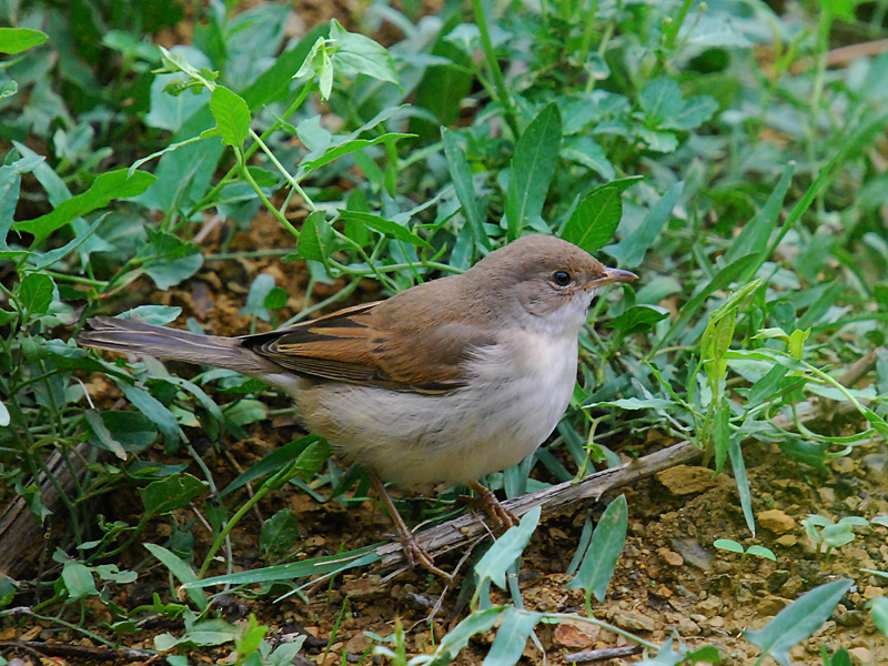 Common Whitethroat