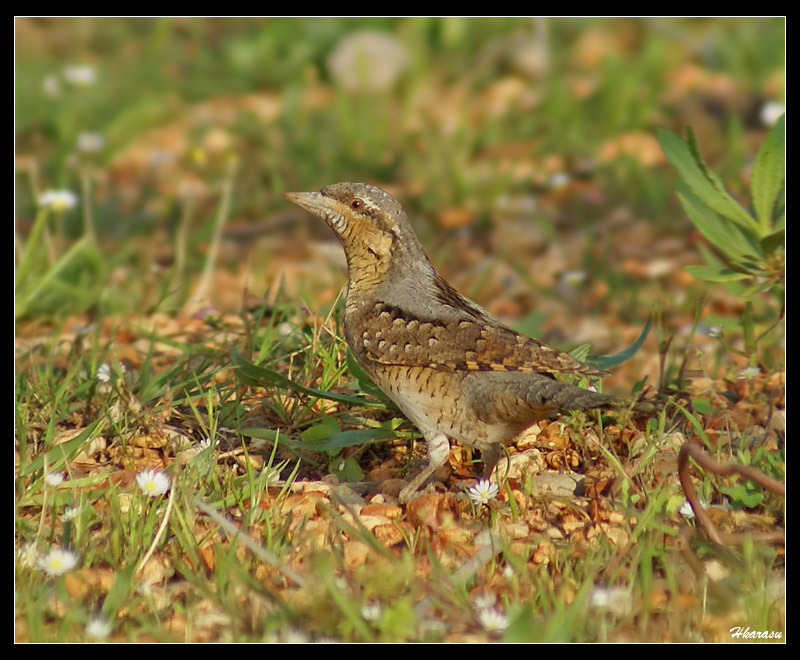 Eurasian Wryneck