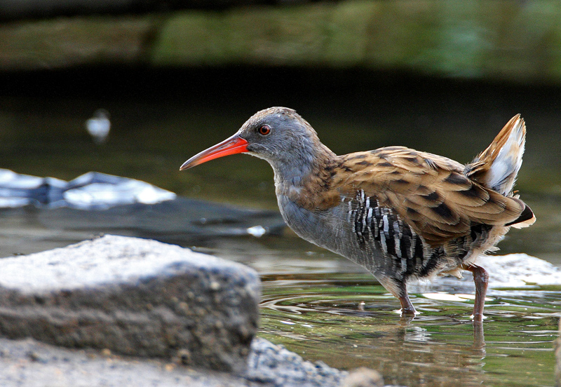 Water Rail