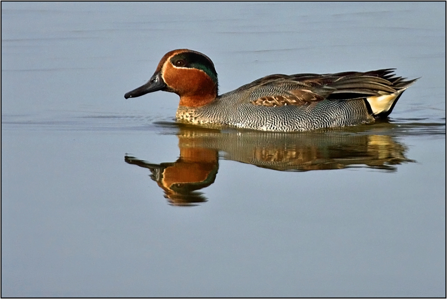 Eurasian Teal