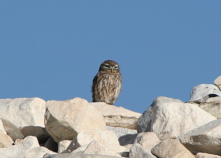 Little Owl