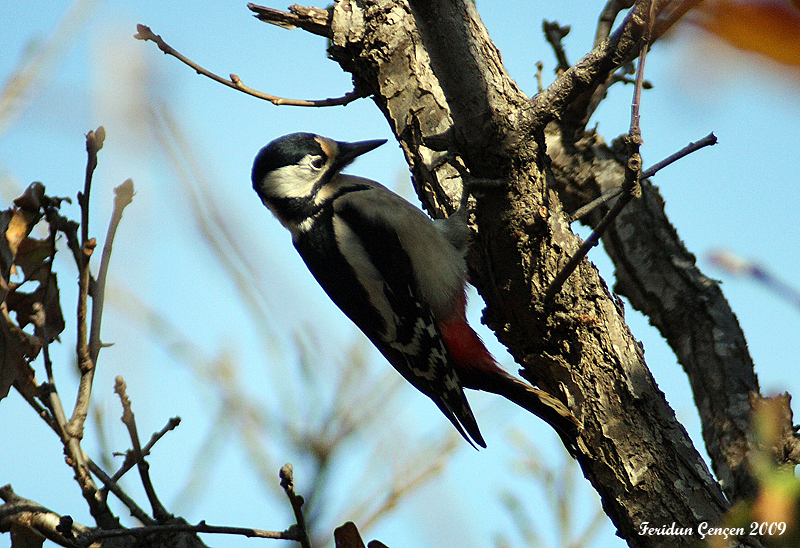 Great Spotted Woodpecker