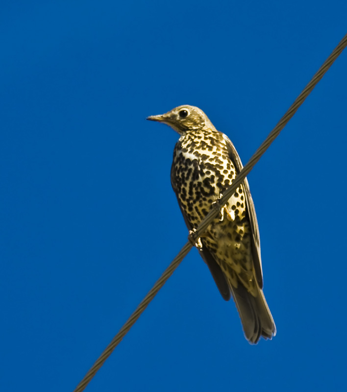 Mistle Thrush