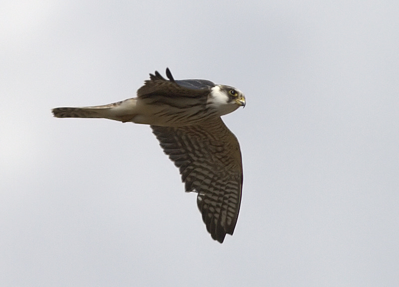 Red-footed Falcon