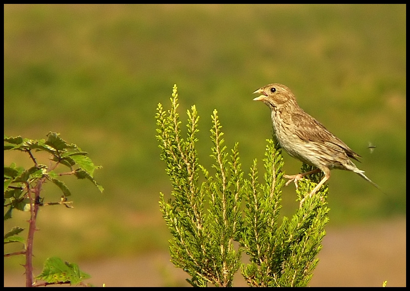Corn Bunting