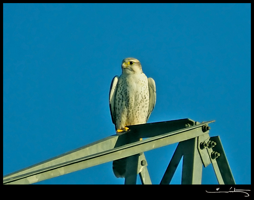 Lanner Falcon