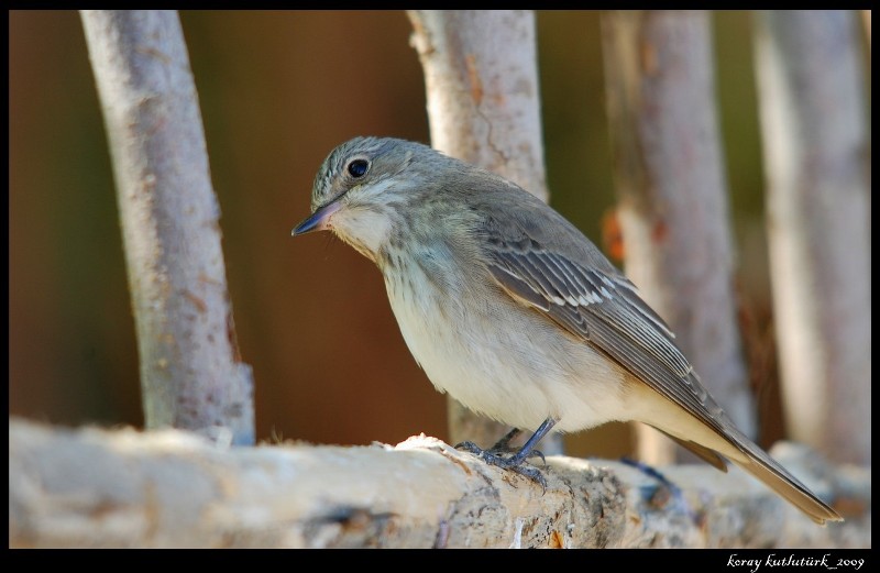 Spotted Flycatcher