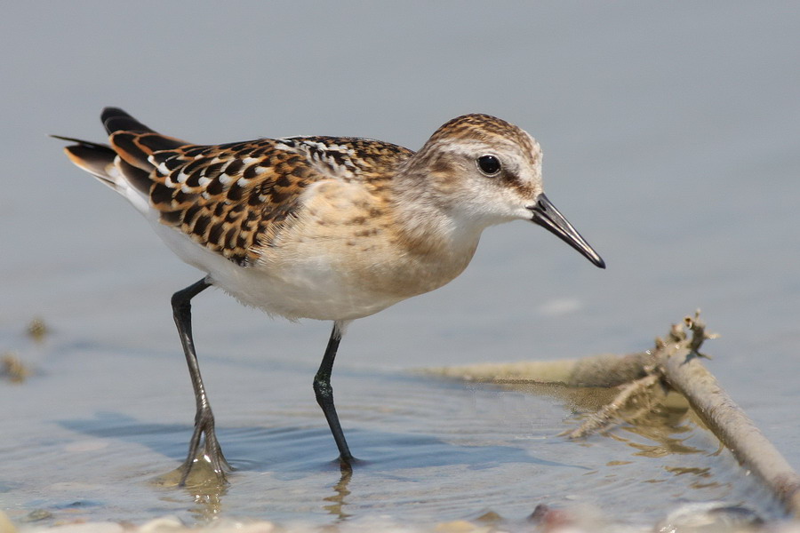 Little Stint