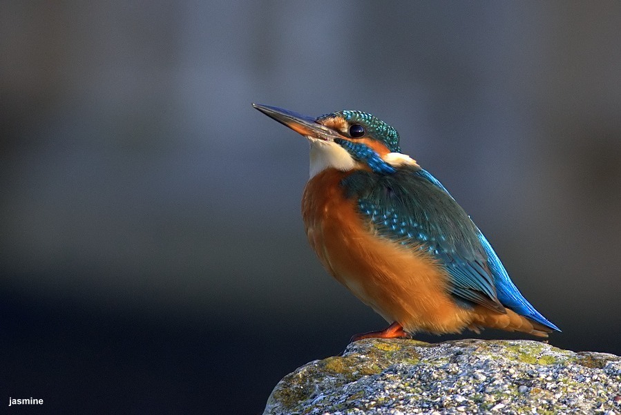 Common Kingfisher
