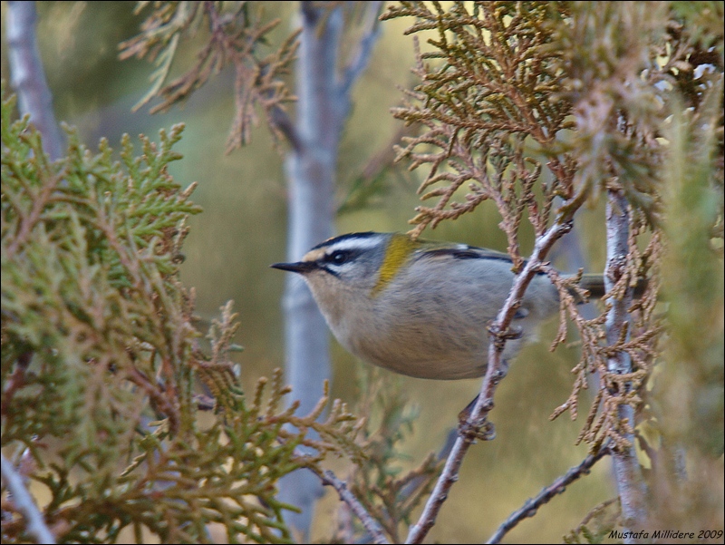 Common Firecrest