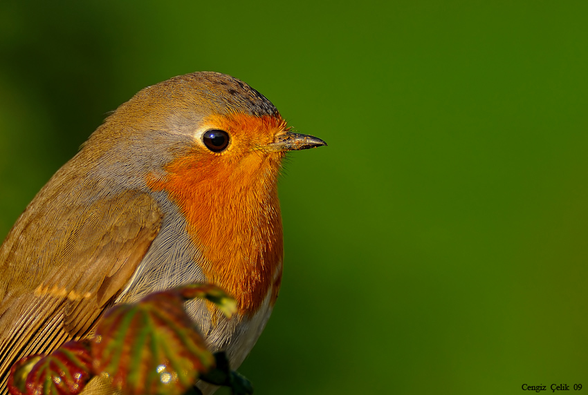 European Robin