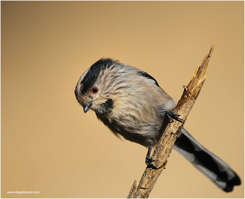 Long-tailed Tit