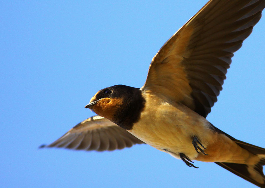 Barn Swallow