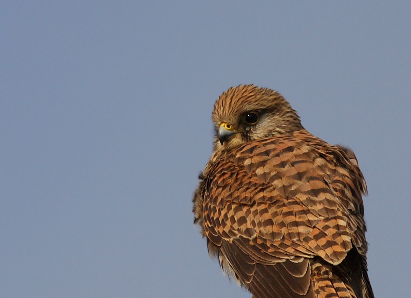 Common Kestrel