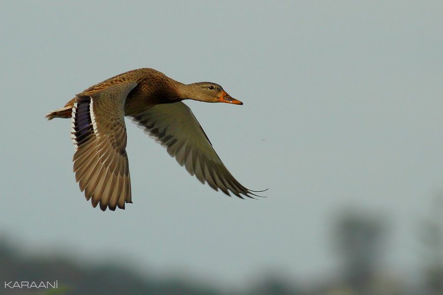 Mallard