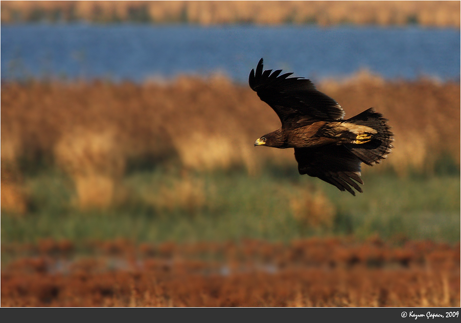 Greater Spotted Eagle