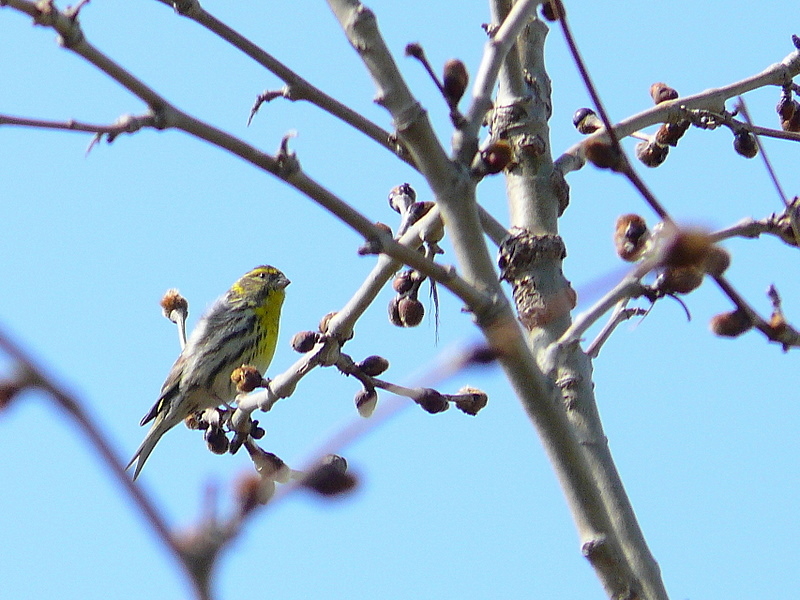 European Serin