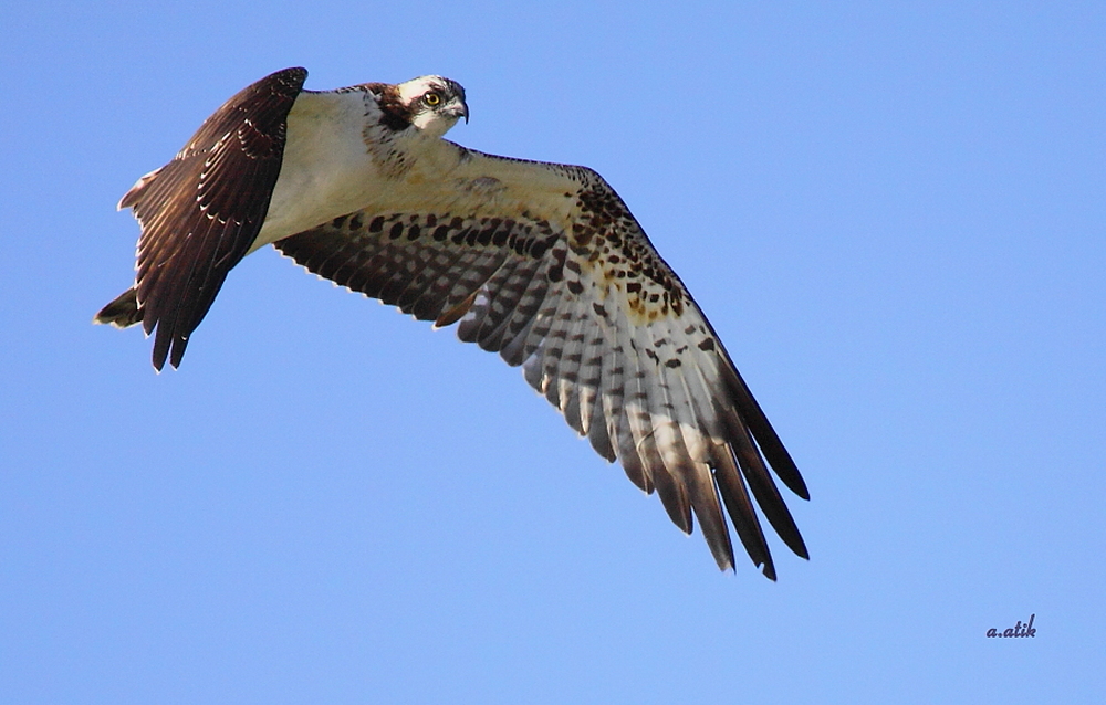 Osprey