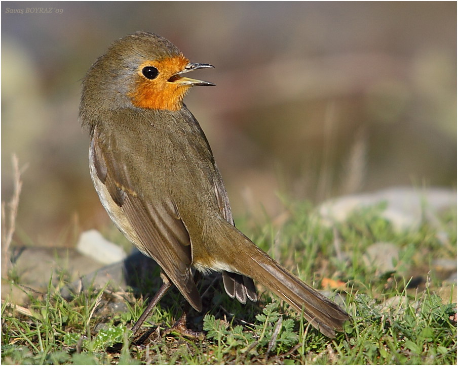 European Robin
