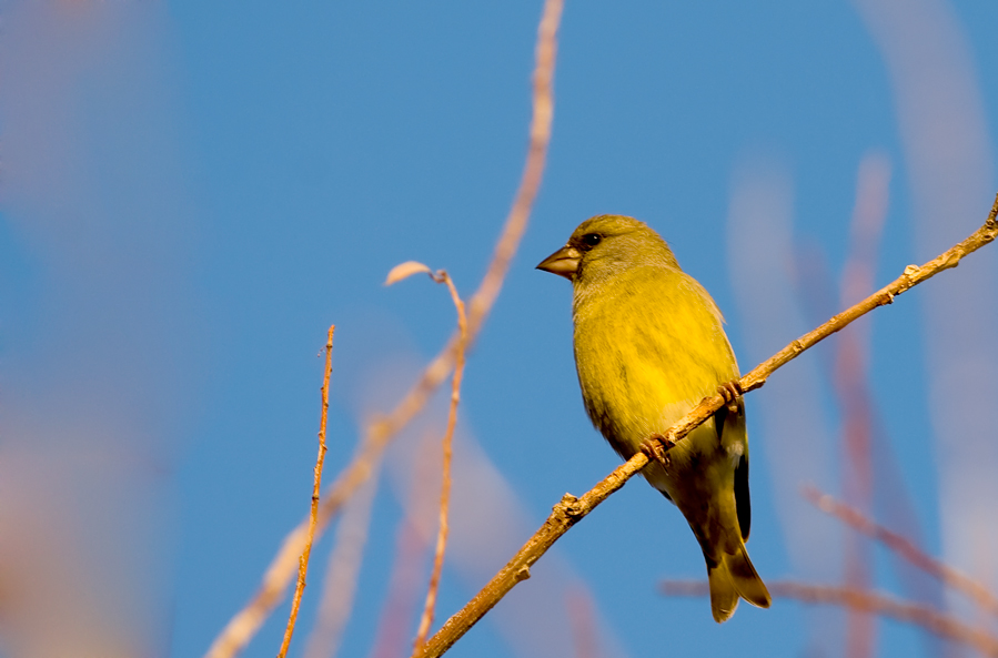 European Greenfinch