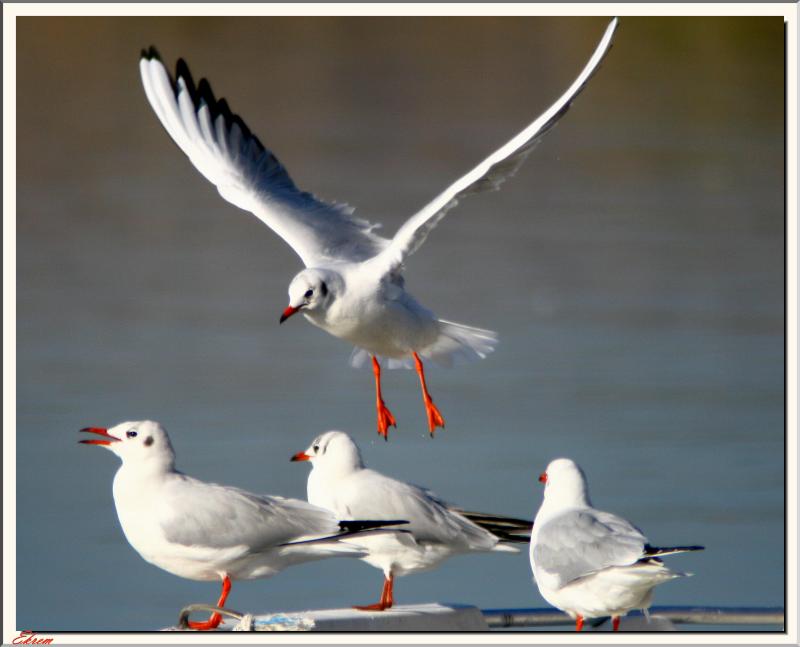 Black-headed Gull