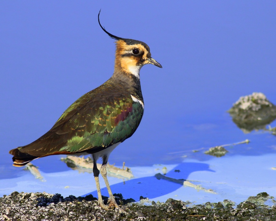 Northern Lapwing
