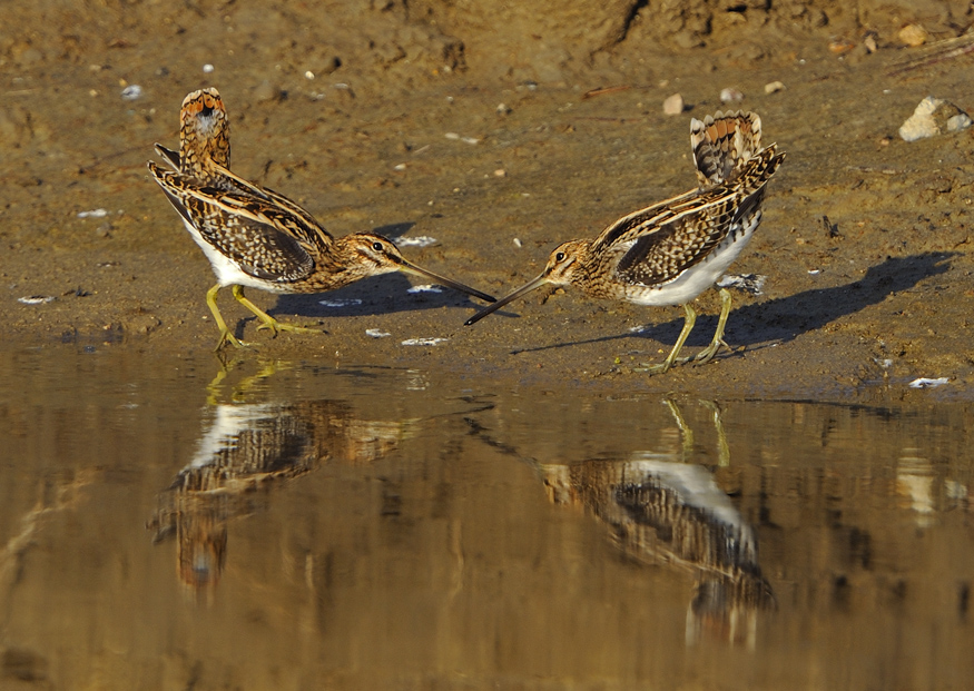 Common Snipe