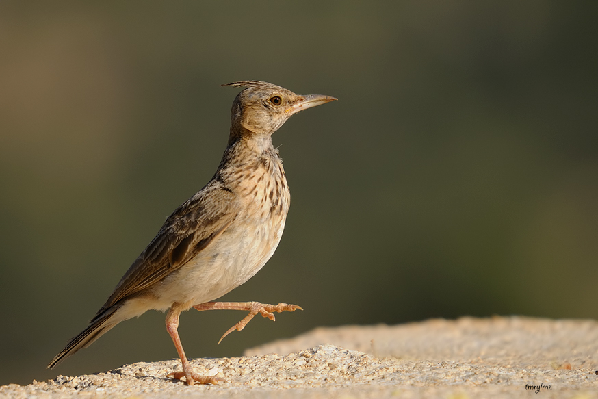 Crested Lark