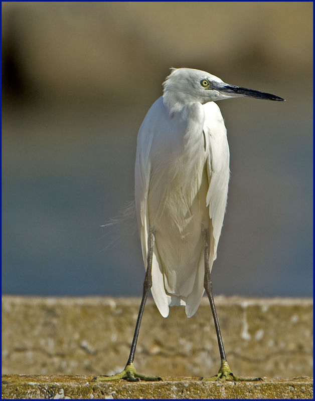 Little Egret