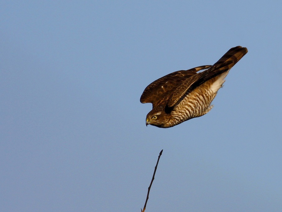 Eurasian Sparrowhawk