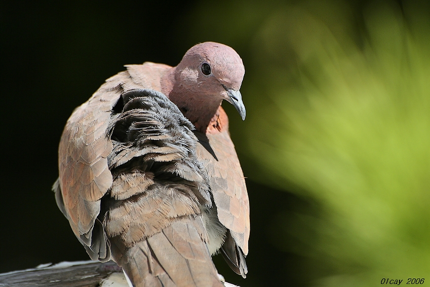 Laughing Dove