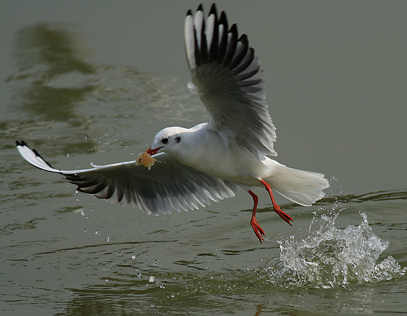 Black-headed Gull