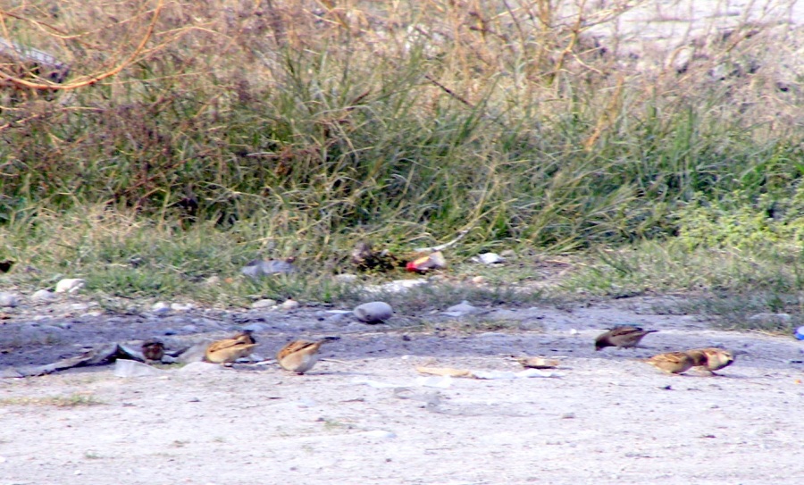 House Sparrow