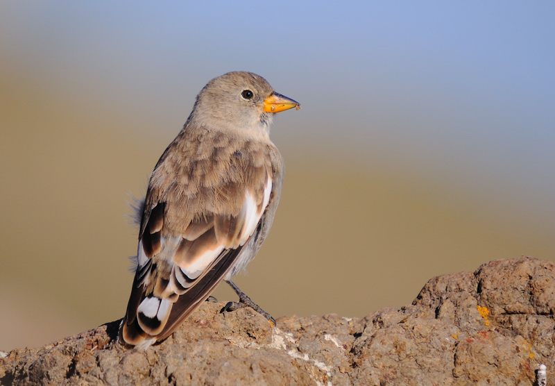 White-winged Snowfinch