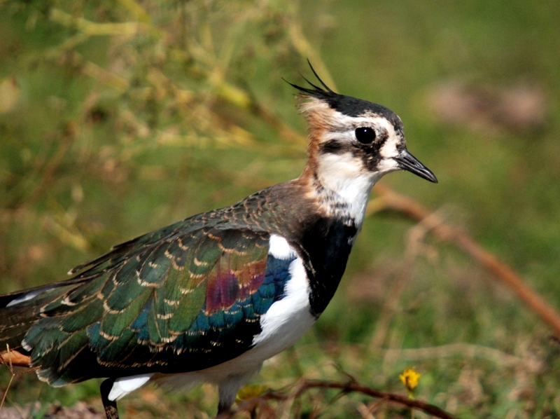 Northern Lapwing