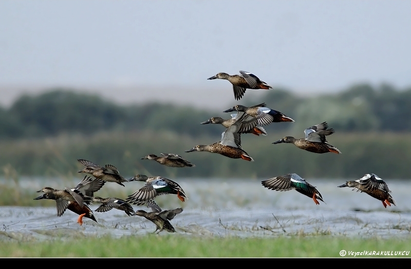 Northern Shoveler