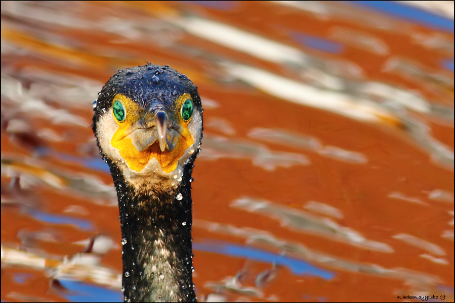 Great Cormorant