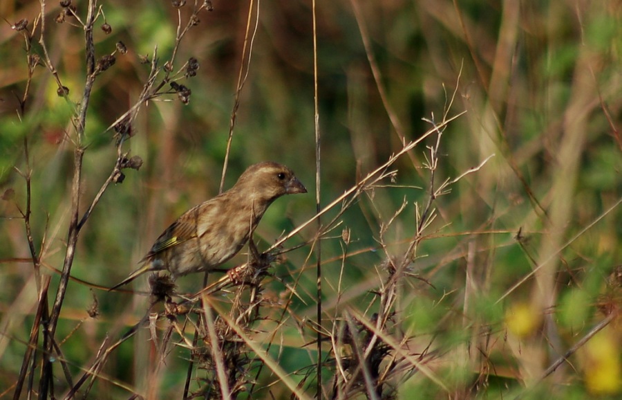 European Greenfinch