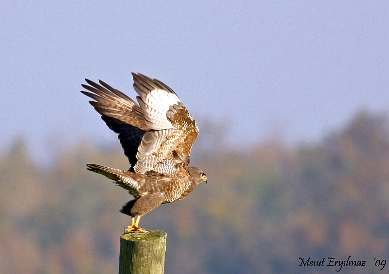Common Buzzard